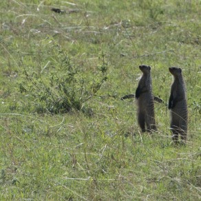 2018-09-18_masai-mara_2_k-2