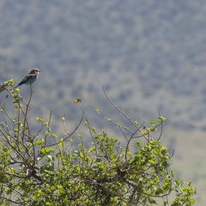 2018-09-18_masai-mara_2_k-3