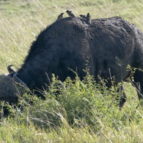 2018-09-18_masai-mara_2_k