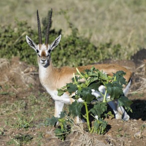 2018-09-18_masai-mara_9741_k