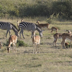 2018-09-18_masai-mara_9789_k