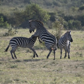 2018-09-18_masai-mara_9815_k