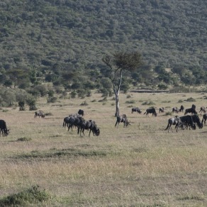 2018-09-18_masai-mara_9851_k