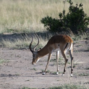 2018-09-18_masai-mara_9875_k