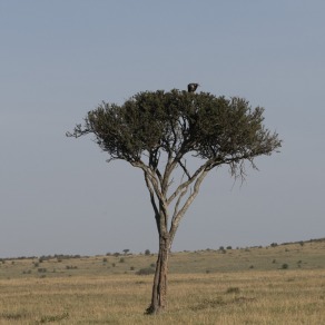 2018-09-18_masai-mara_9918_k