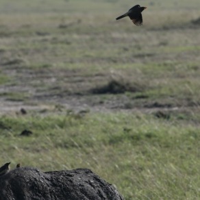 2018-09-18_masai-mara_9935_k