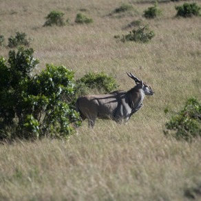 2018-09-18_masai-mara_9984_k