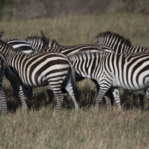 2018-09-18_masai-mara_9998_k