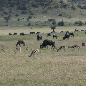 2018-09-19_masai-mara_1441_k