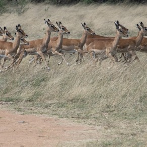 2018-09-19_masai-mara_1480_k