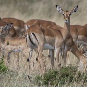 2018-09-19_masai-mara_1491_k