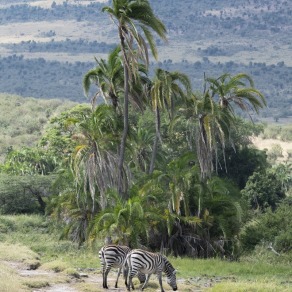 2018-09-19_masai-mara_1512_k