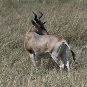 2018-09-19_masai-mara_1545_k