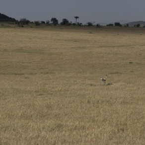 2018-09-19_masai-mara_1552_k