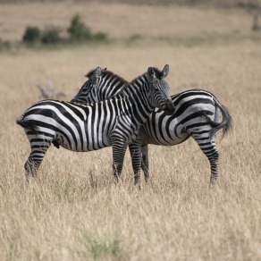 2018-09-19_masai-mara_1564_k