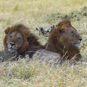 2018-09-19_masai-mara_1611_k