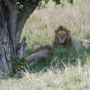 2018-09-19_masai-mara_1666_k