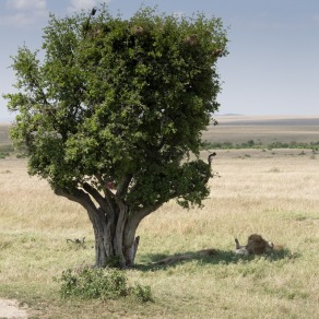 2018-09-19_masai-mara_1769_k