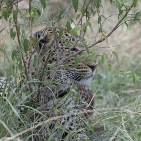 2018-09-19_masai-mara_1894_k