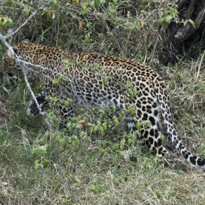 2018-09-19_masai-mara_1949_k