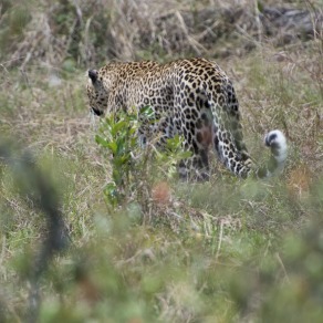 2018-09-19_masai-mara_1962_k