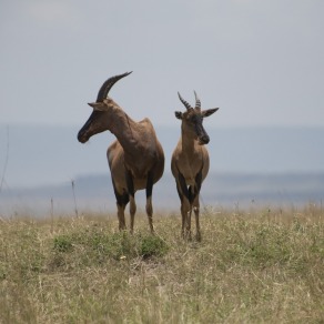 2018-09-19_masai-mara_2083_k