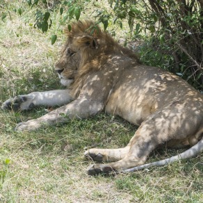 2018-09-19_masai-mara_2090_k