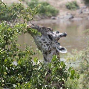 2018-09-19_masai-mara_2231_k