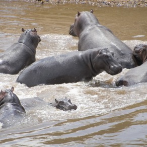 2018-09-19_masai-mara_2304_k