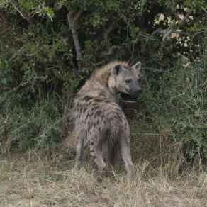 2018-09-19_masai-mara_2417_k