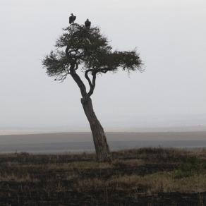 2018-09-19_masai-mara_2471_k