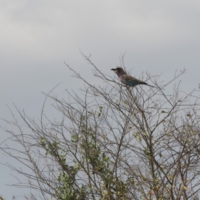 2018-09-19_masai-mara_2489_k