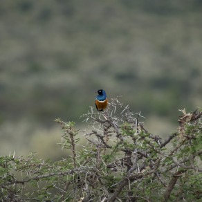 2018-09-19_masai-mara_2679_k