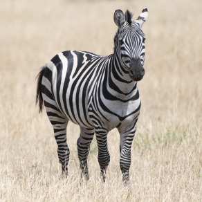 2018-09-19_masai-mara__k