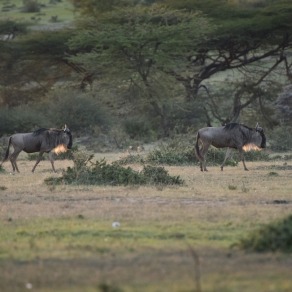 2018-09-20_masai-mara_2824_k