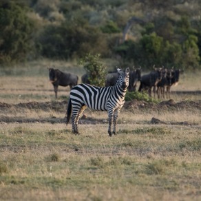 2018-09-20_masai-mara_2862_k