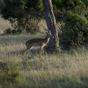 2018-09-20_masai-mara_2882_k