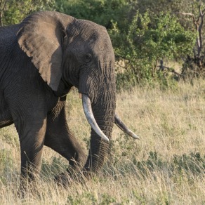 2018-09-20_masai-mara_2907_k