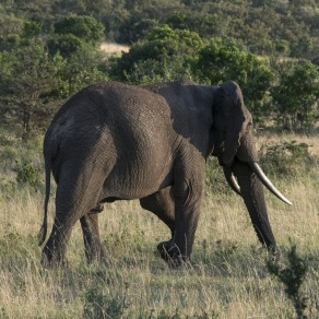 2018-09-20_masai-mara_2913_k