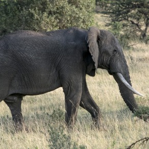 2018-09-20_masai-mara_2916_k