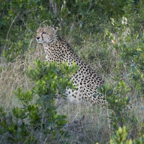 2018-09-20_masai-mara_2941_k