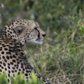 2018-09-20_masai-mara_2953_k