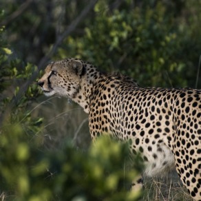 2018-09-20_masai-mara_2977_k