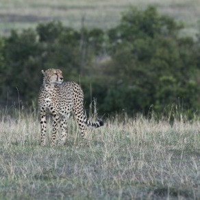 2018-09-20_masai-mara_3114_k