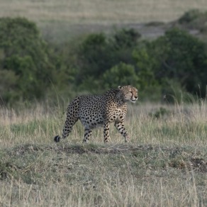 2018-09-20_masai-mara_3131_k