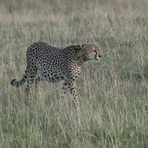 2018-09-20_masai-mara_3141_k