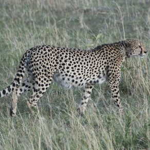 2018-09-20_masai-mara_3156_k