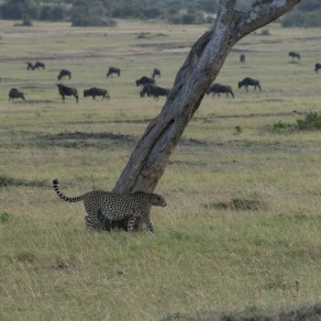 2018-09-20_masai-mara_3212_k