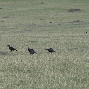 2018-09-20_masai-mara_3317_k