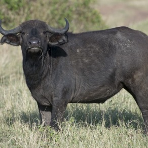 2018-09-20_masai-mara_3341_k